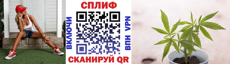 где купить наркоту  Закаменск  мориарти Telegram  Шишки марихуана OG Kush 